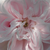Roza - Centifolia vrtnice - Fantin-Latour